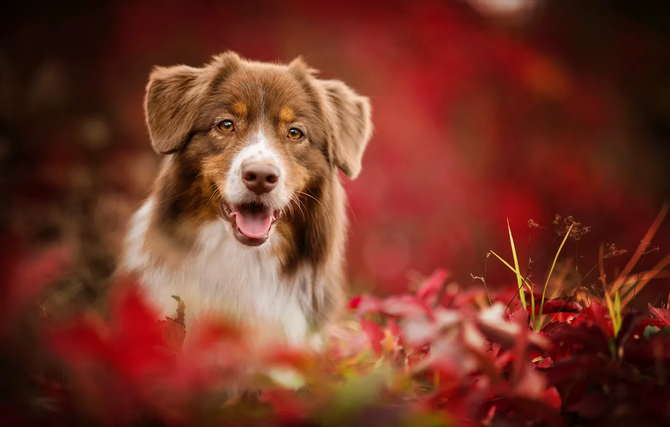 Photo wallpaper look, dog, muzzle, dog