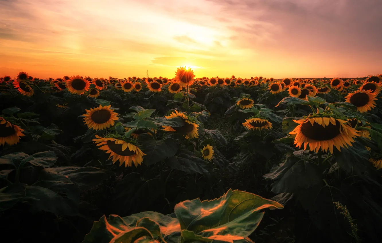 Photo wallpaper flowers, light, leaves, sunflower field, the evening, summer, the sun, the sky