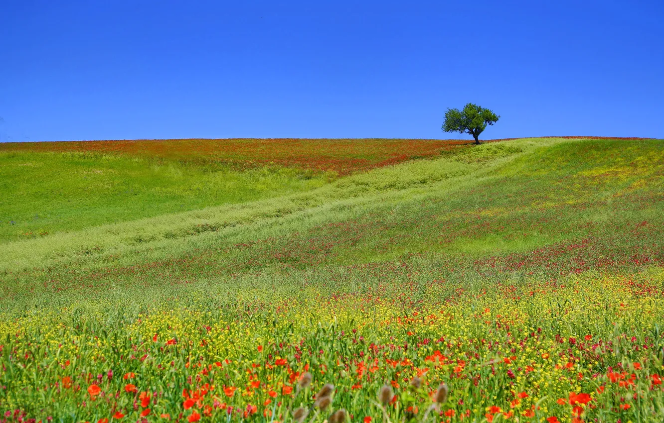 Photo wallpaper field, trees, hills, meadow