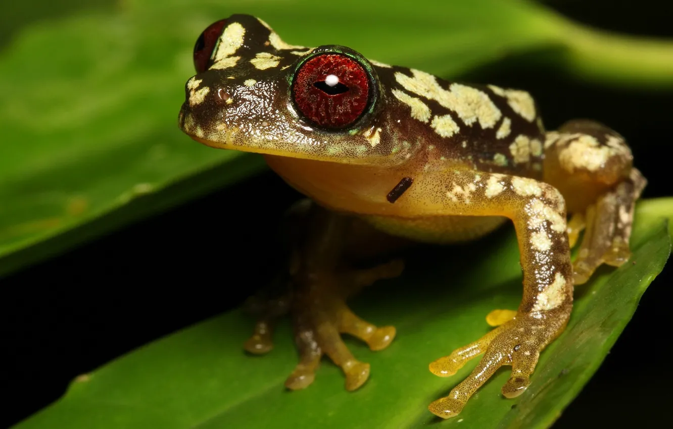 Photo wallpaper leaves, nature, frog