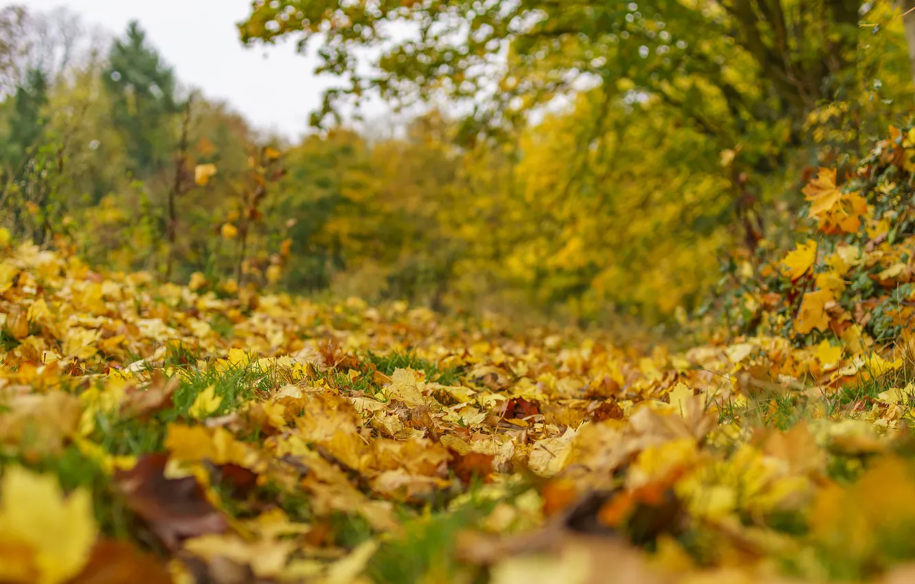 Photo wallpaper autumn, leaves, nature, Park