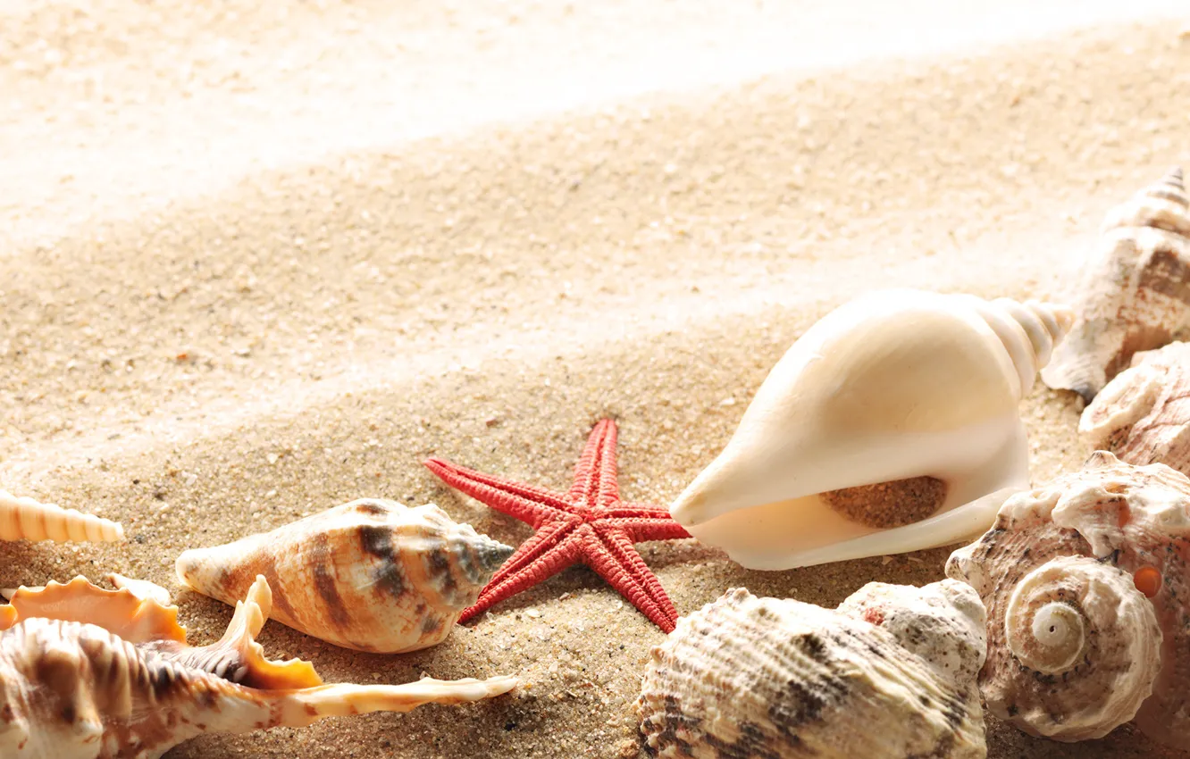 Photo wallpaper sand, summer, the sun, shore, shell