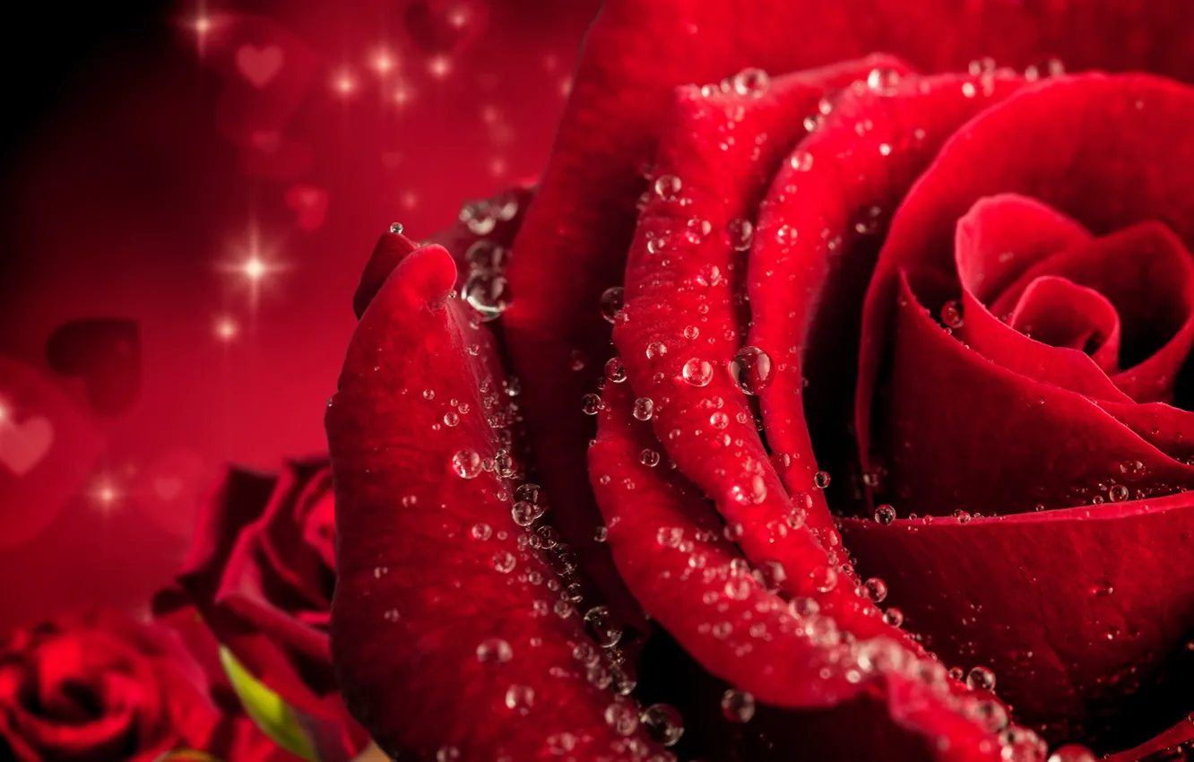 Photo wallpaper drops, flowers, close-up, red, background, roses, petals, hearts