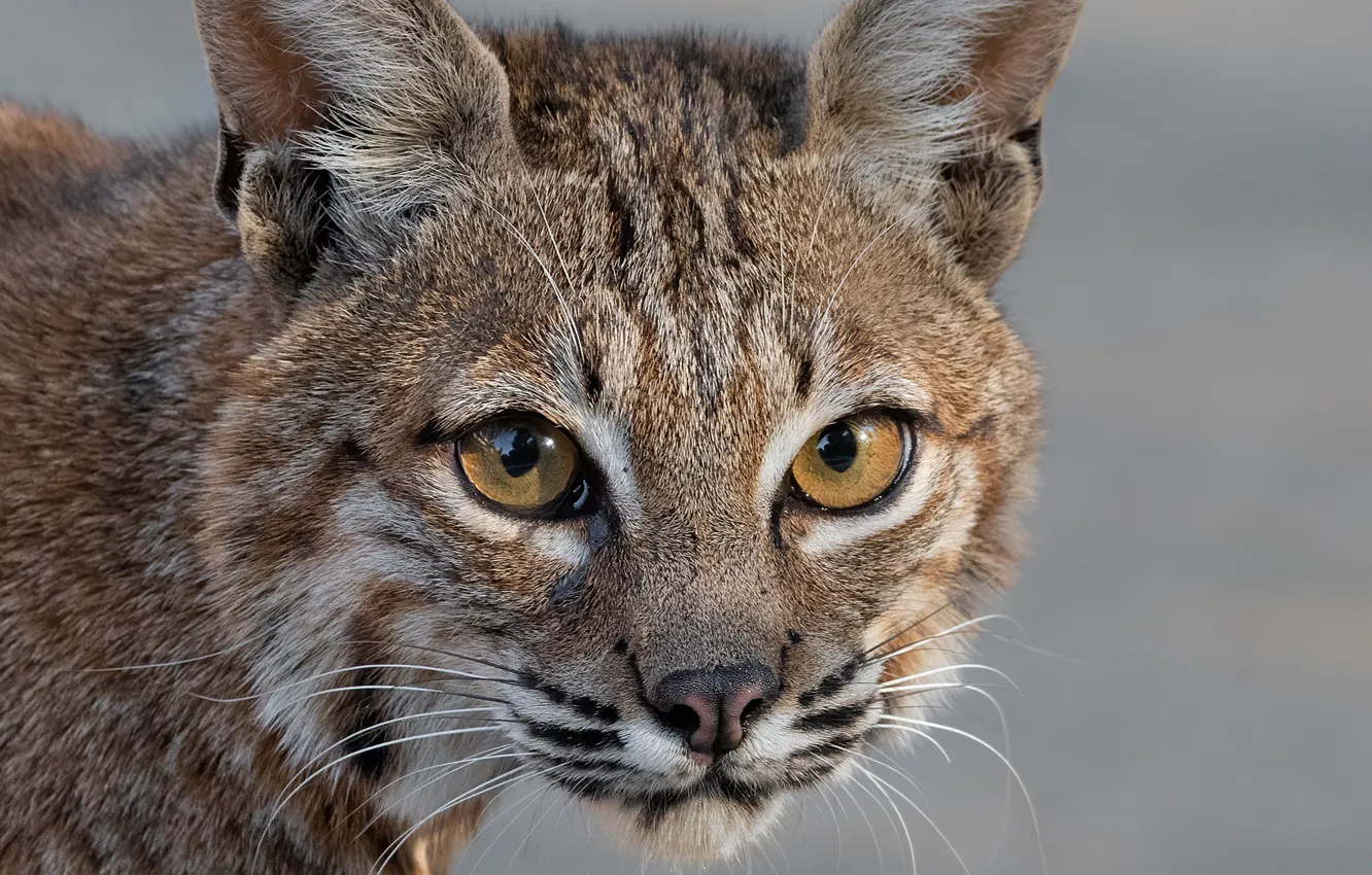 Photo wallpaper look, face, nature, background, portrait, lynx, wild cat, a small lynx