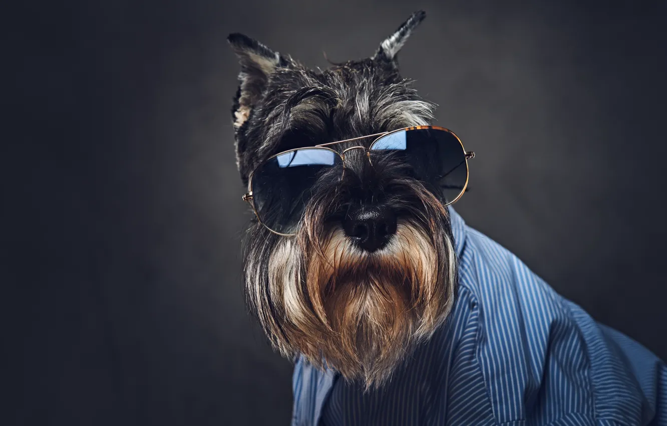Photo wallpaper look, face, dog, nose, sunglasses, blue shirt, Scottish Terrier