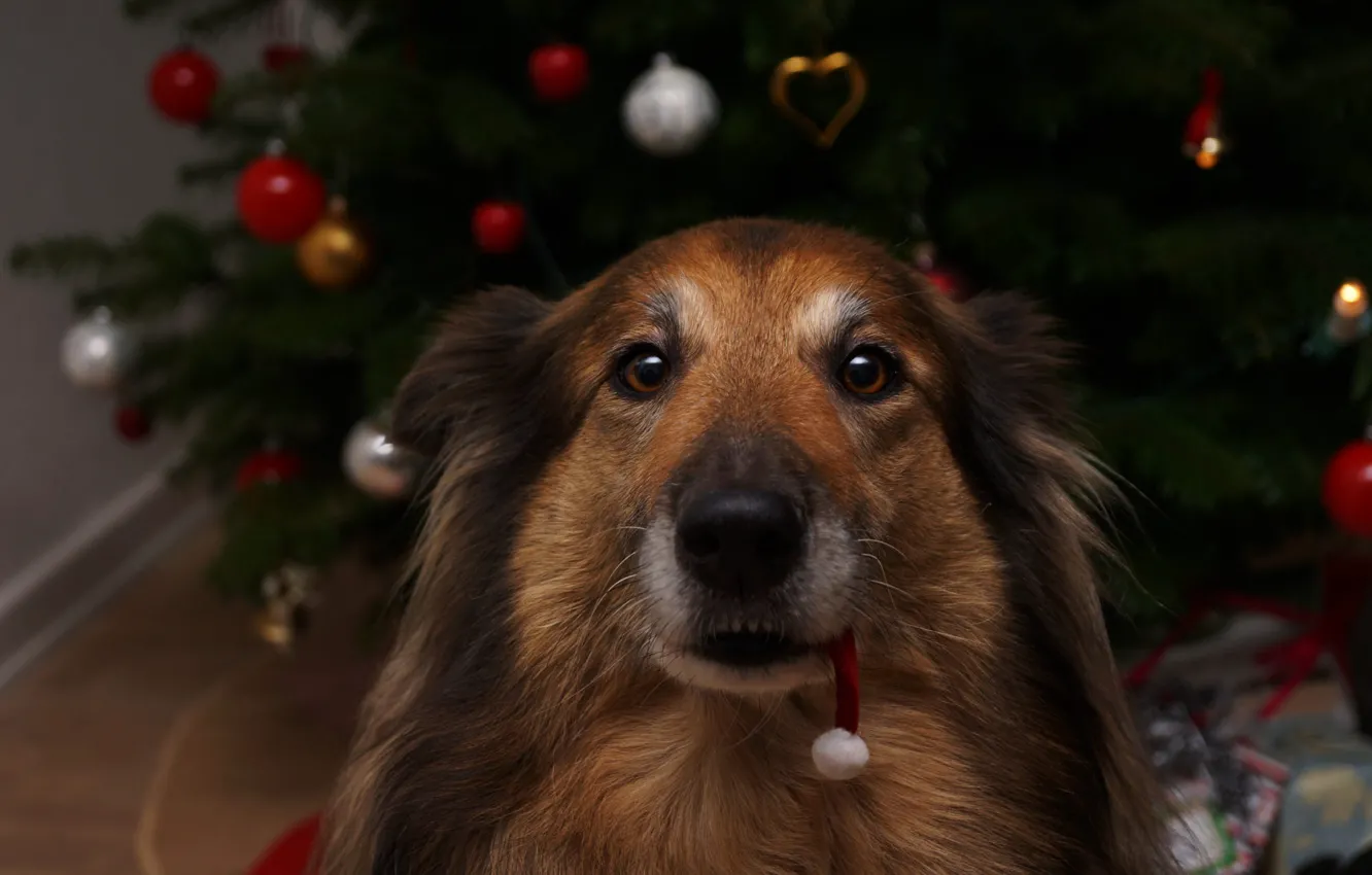 Photo wallpaper look, balls, room, new year, portrait, dog, Christmas, face