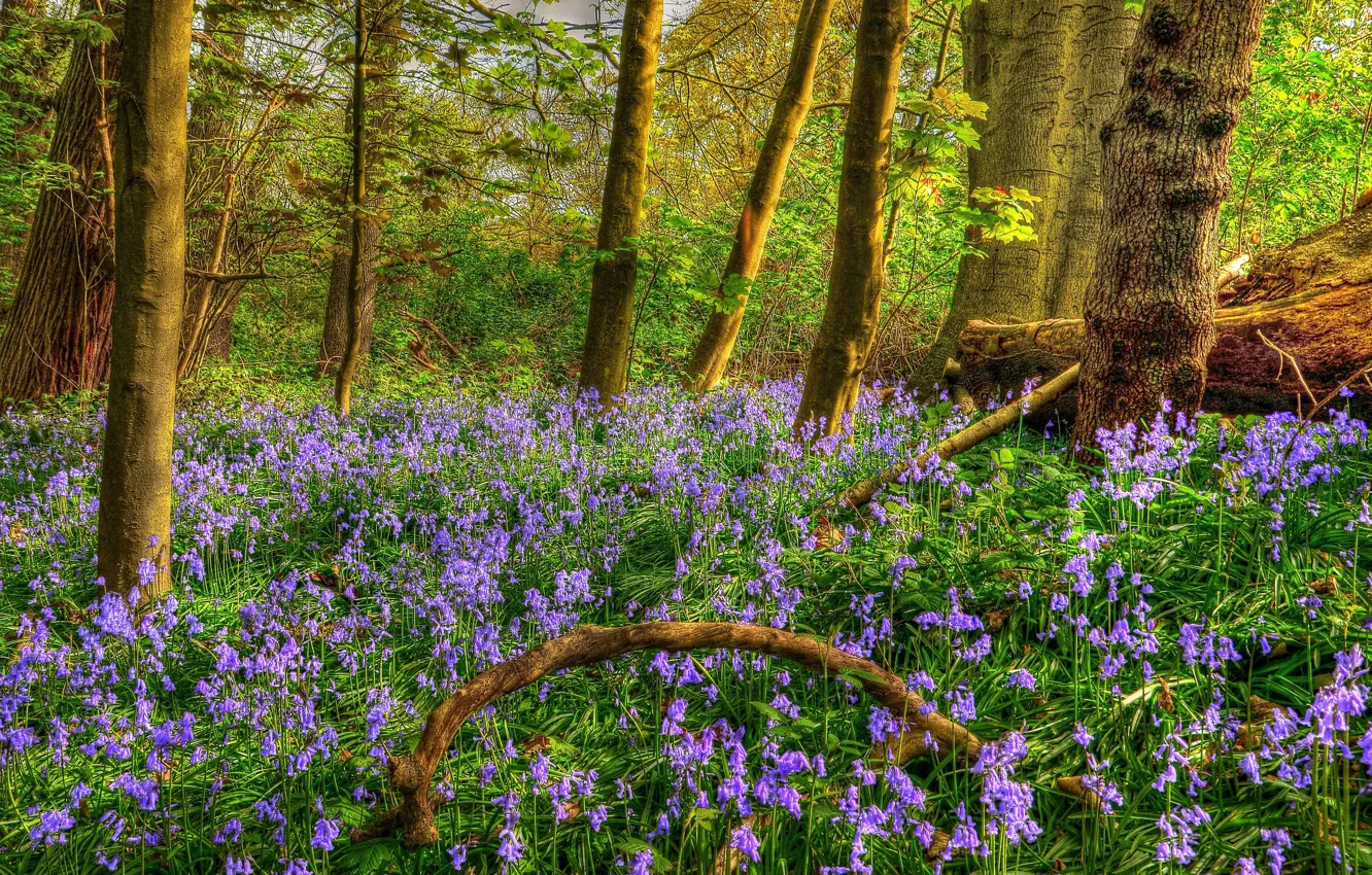 Photo wallpaper forest, trees, flowers, HDR, spring, bells, Spring, Forests