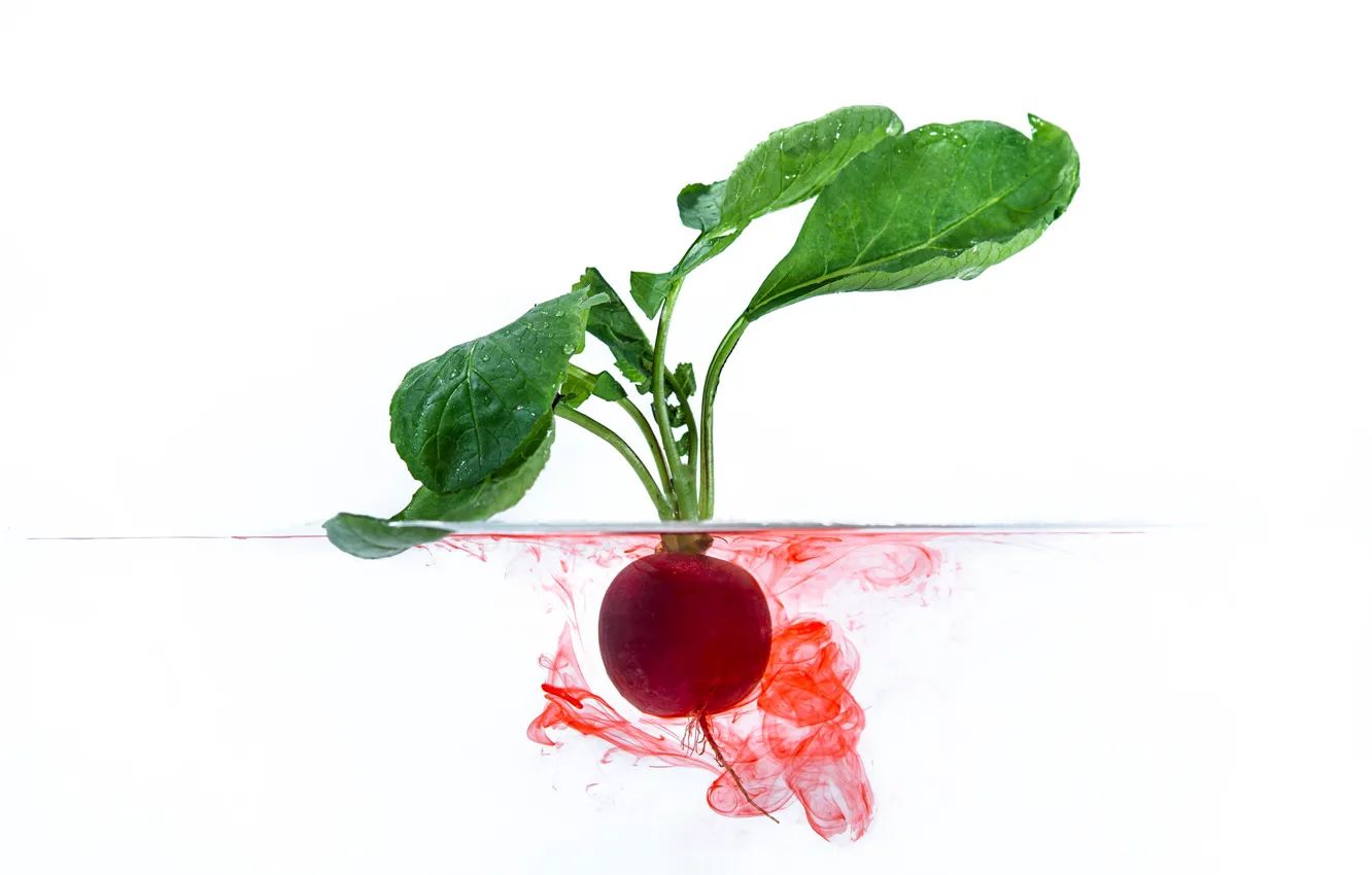 Photo wallpaper leaves, water, tops, beets, root