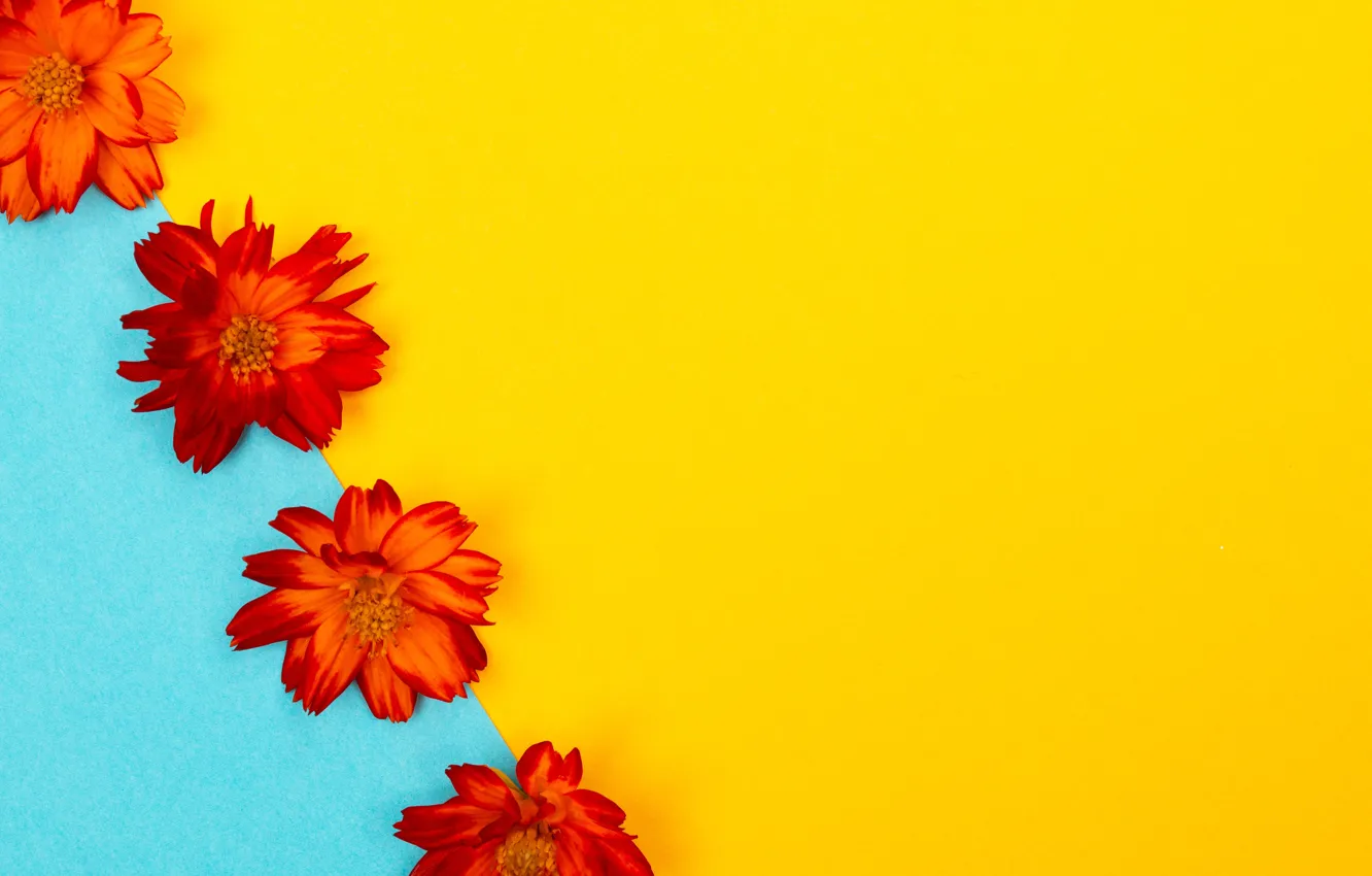 Photo wallpaper flowers, yellow, background, blue, color, texture, red, division