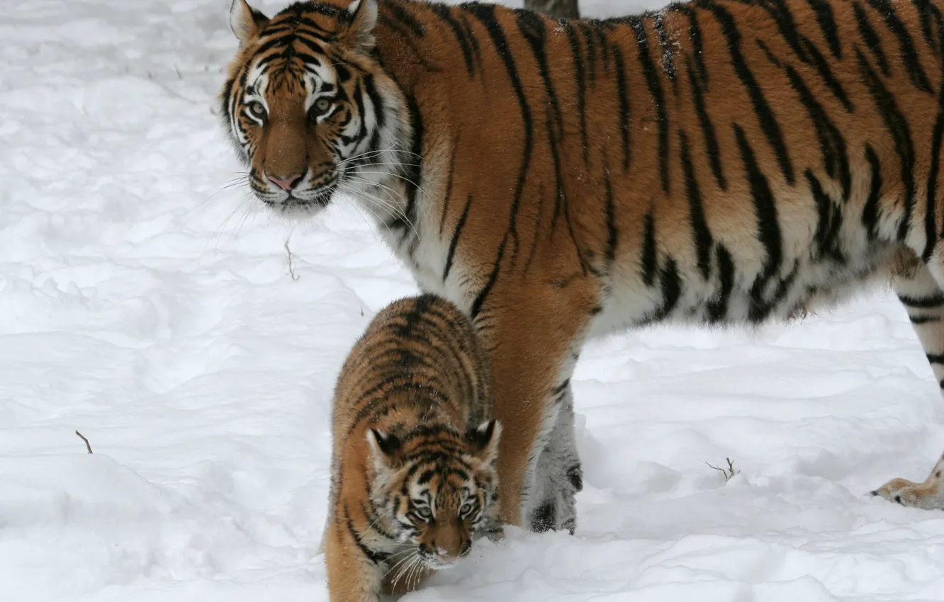 Photo wallpaper cat, snow, tiger, family, pair, cub, kitty, tigress