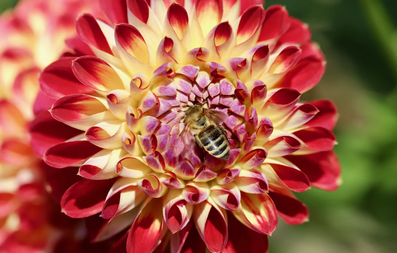 Photo wallpaper flowers, bee, dahlias