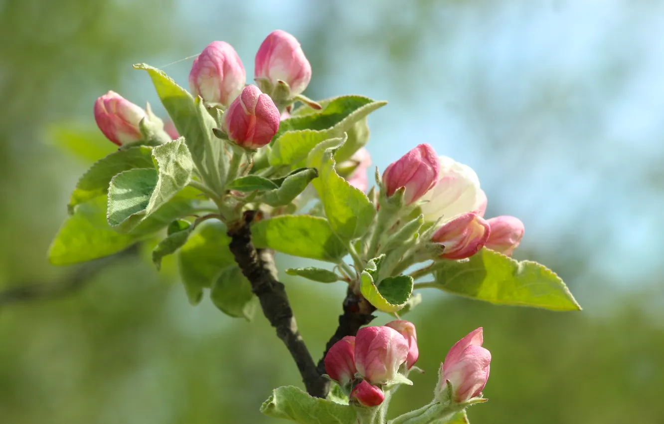 Photo wallpaper flower, spring, twig