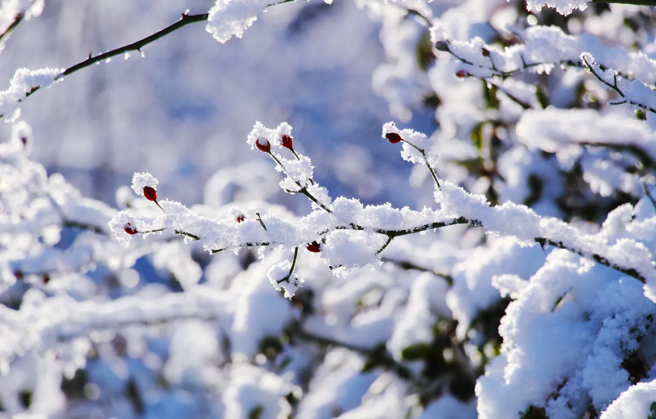 Photo wallpaper white, winter, snow, cold, twig