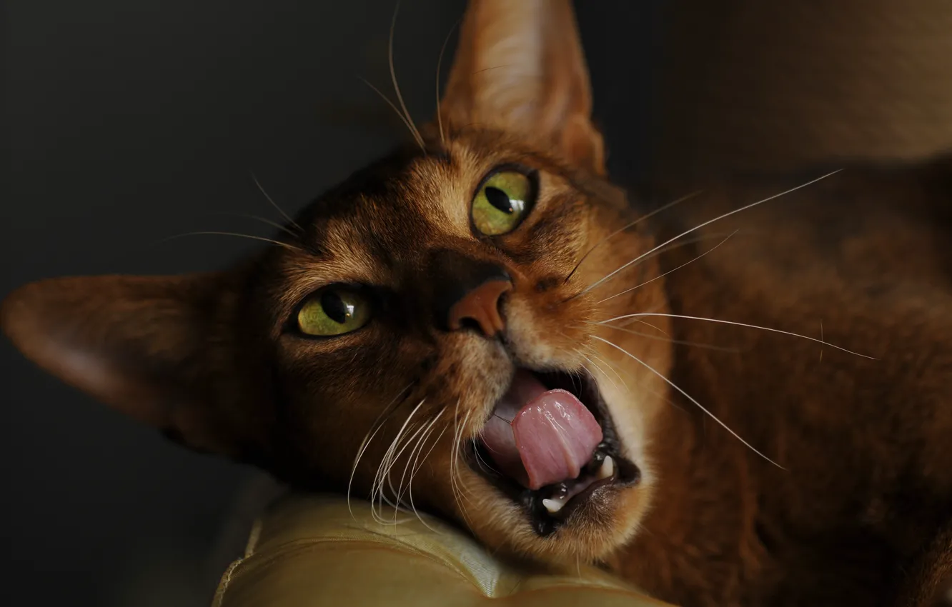 Photo wallpaper language, cat, cat, look, face, background, portrait, mouth