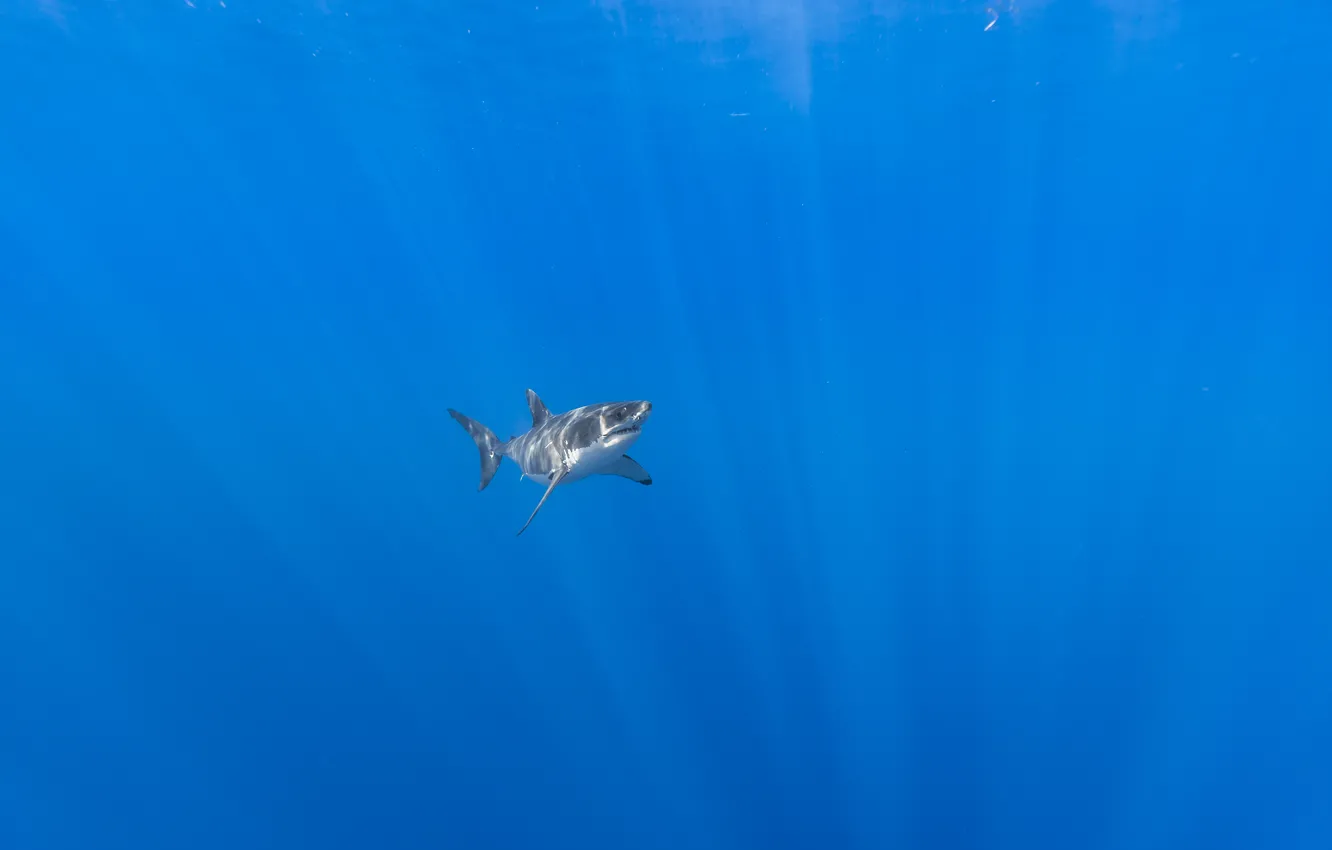 Photo wallpaper sea, nature, shark