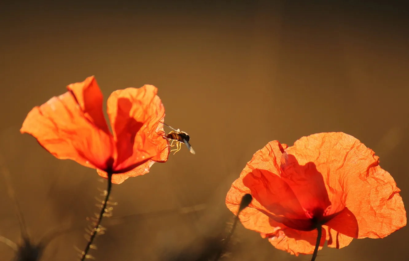 Photo wallpaper macro, light, Maki, petals, insect, drone