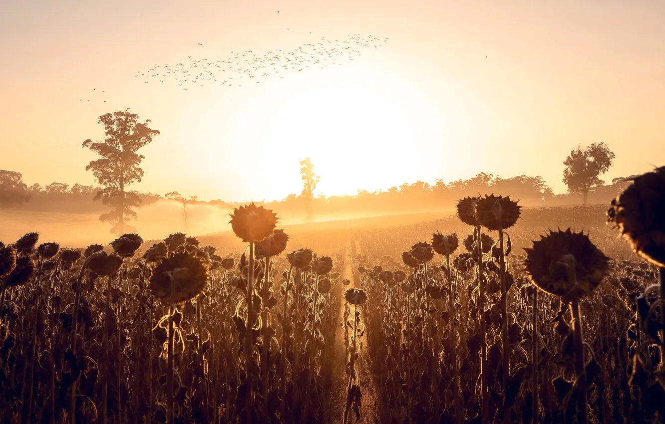 Photo wallpaper autumn, sunflowers, fog, morning