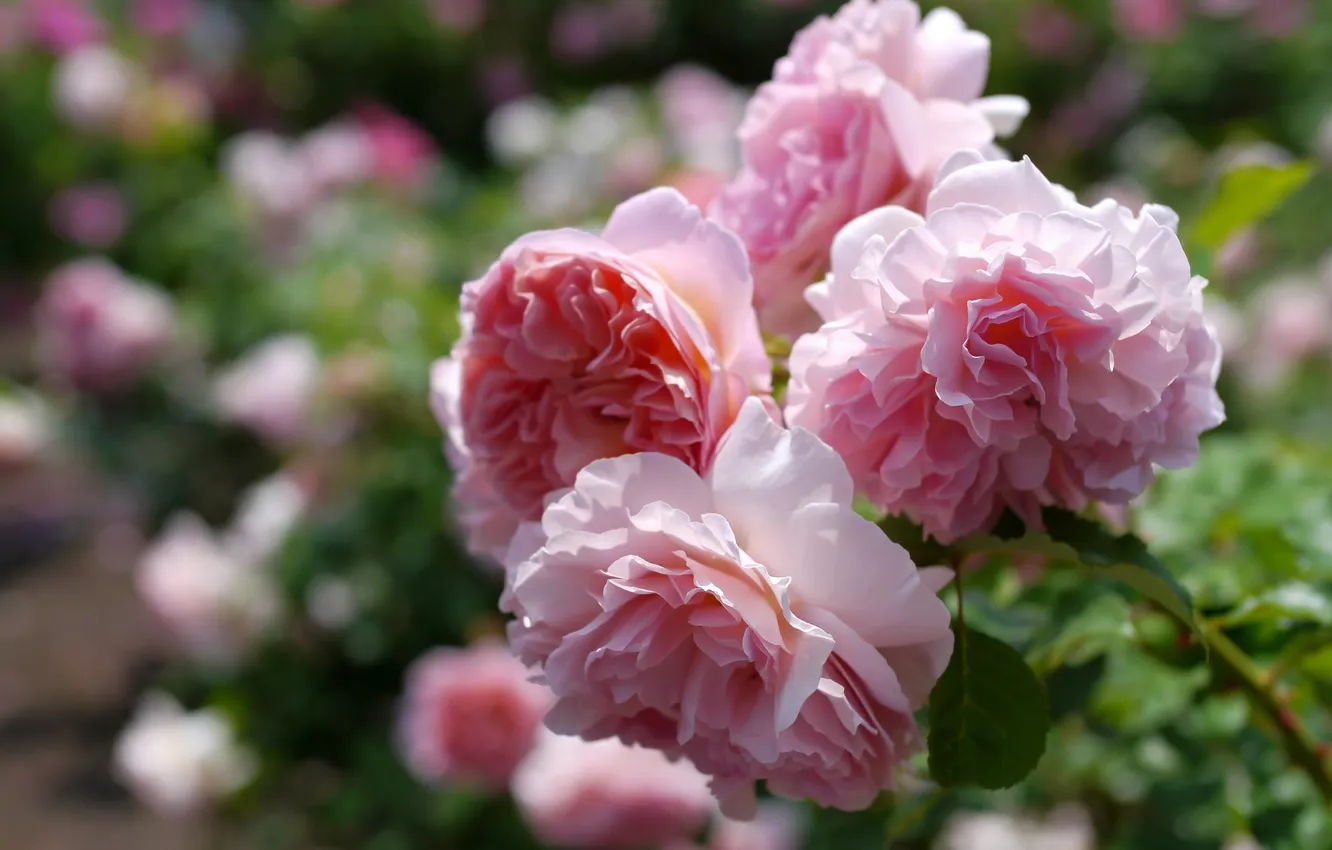 Photo wallpaper macro, branches, roses