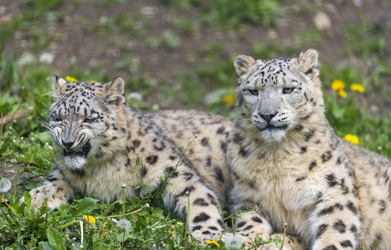 Photo wallpaper grass, cats, pair, IRBIS, snow leopard, dandelions, ©Tambako The Jaguar