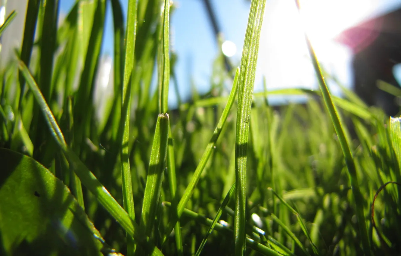 Photo wallpaper summer, grass, mood