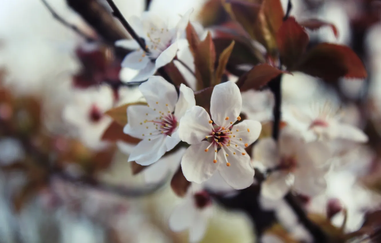 Photo wallpaper leaves, macro, flowers, branches, cherry, spring, petals, blur