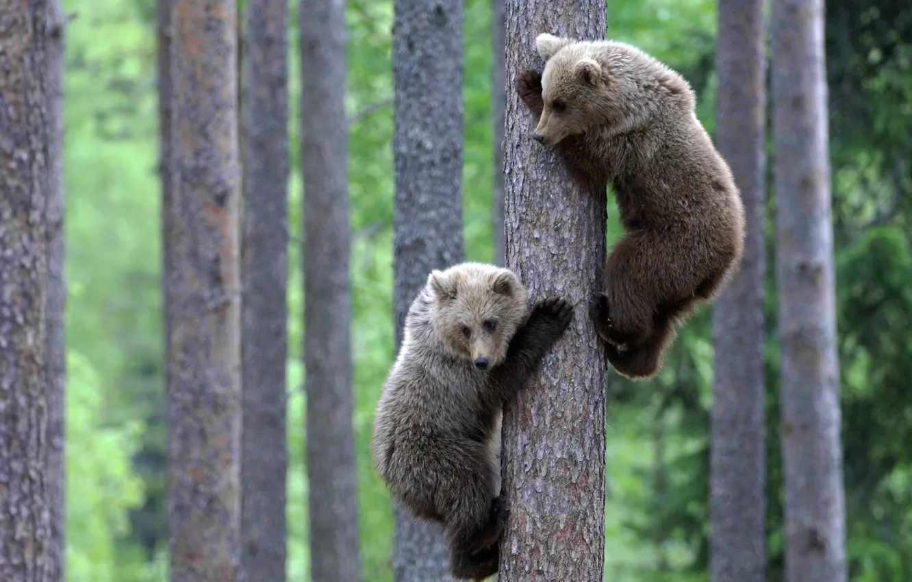 Photo wallpaper animals, wildlife, Bears, brouwn bears