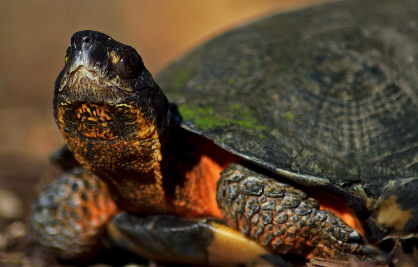 Photo wallpaper turtle, looking up, by Nushaa
