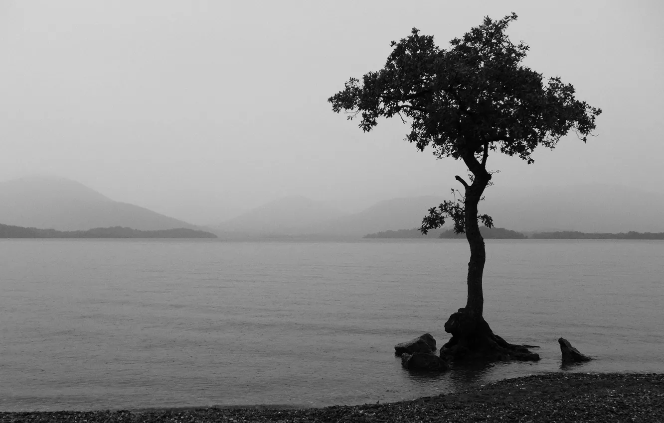 Photo wallpaper lake, tree, black and white