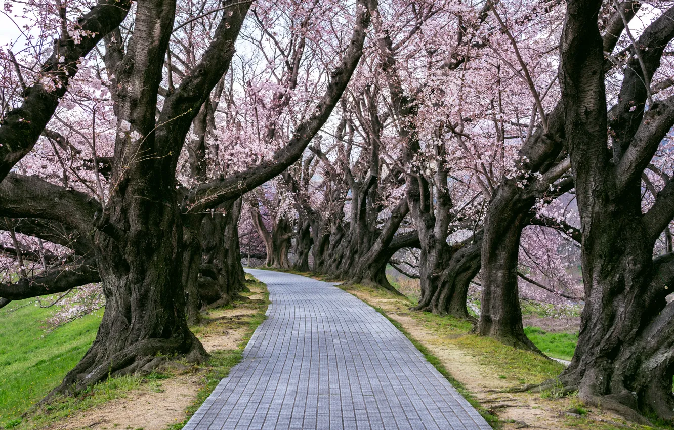 Photo wallpaper Park, trail, spring, Japan, Sakura, Japan, flowering, Kyoto