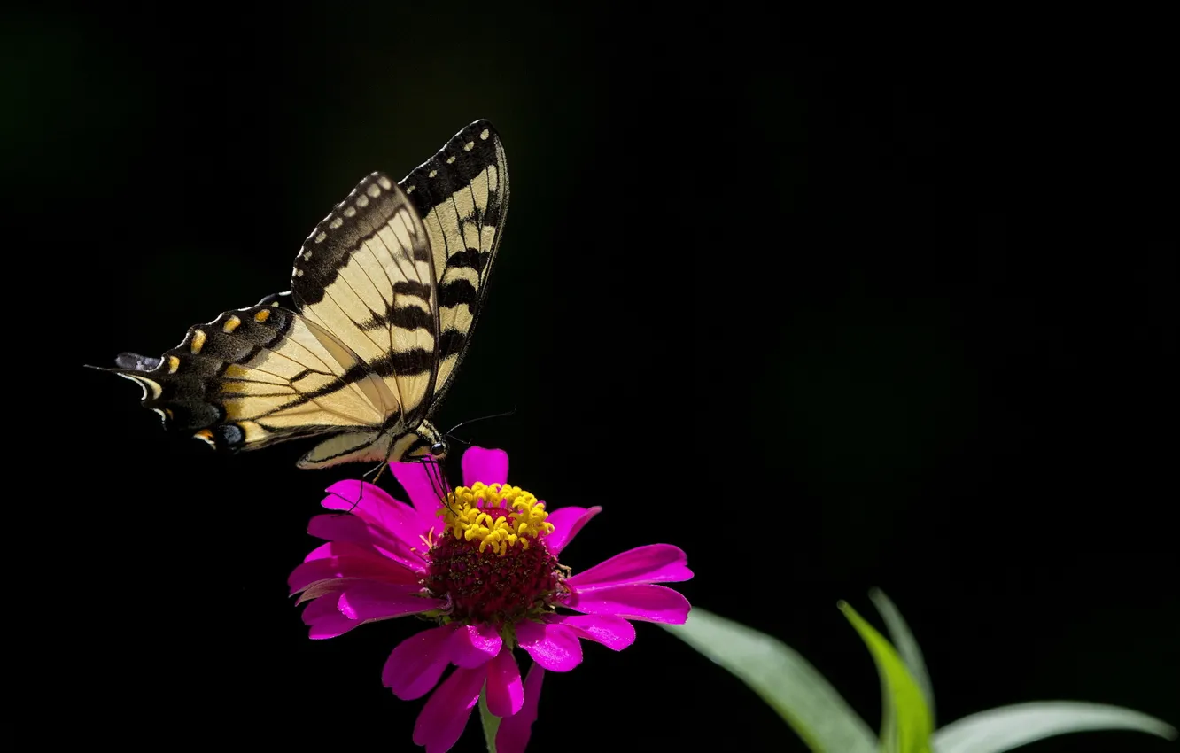 Photo wallpaper flowers, nature, butterfly