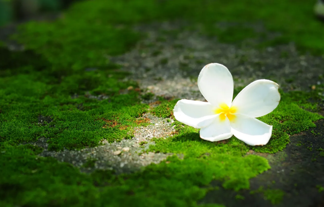 Photo wallpaper greens, flower, flowers, background, Wallpaper, wallpaper, flower, widescreen