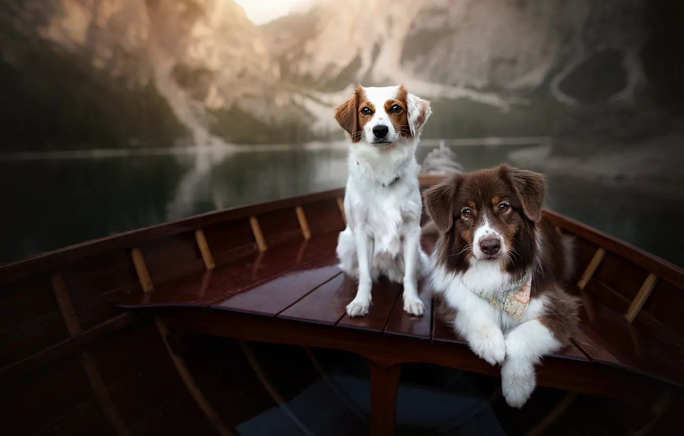 Photo wallpaper dogs, boat, a couple, two dogs, in the boat