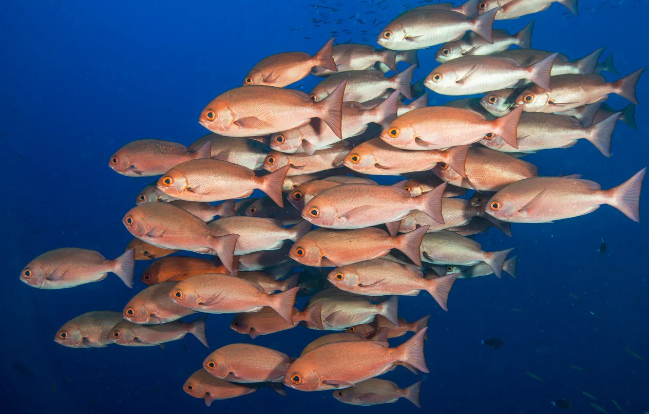 Photo wallpaper fish, scales, shoal