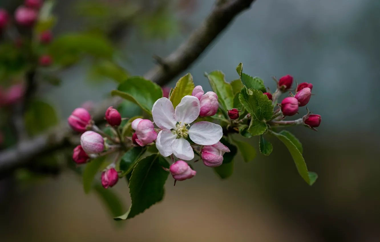 Photo wallpaper branches, spring, Apple