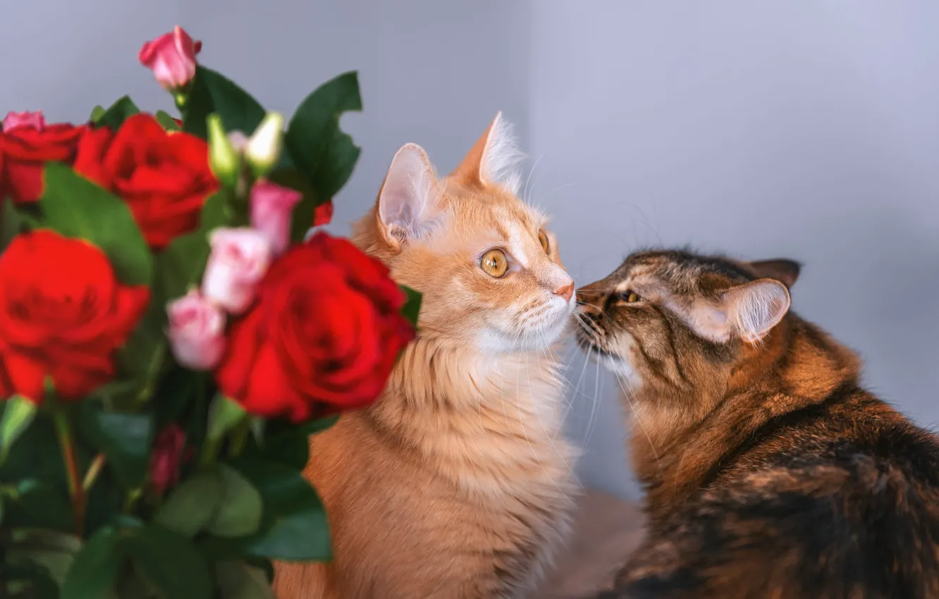 Photo wallpaper cat, cat, look, cats, flowers, pose, wall, cats