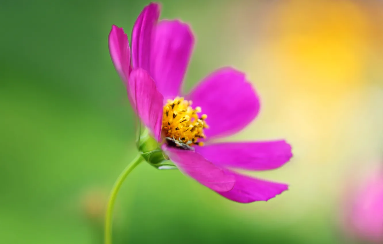 Photo wallpaper macro, nature, petals, kosmeya
