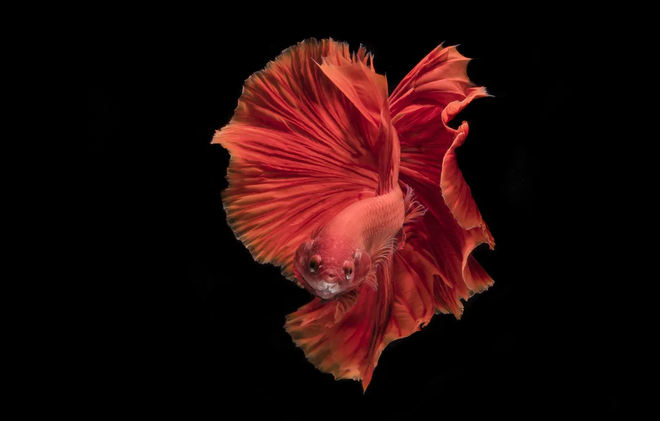 Photo wallpaper fish, tail, red Reebok