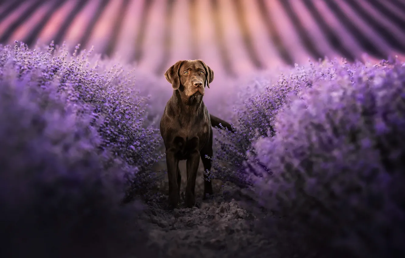 Photo wallpaper dog, lavender, Labrador Retriever