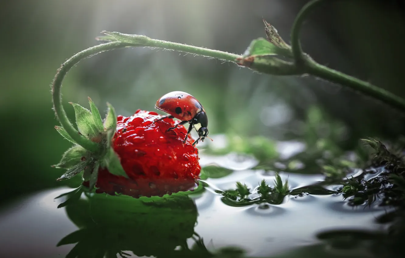 Photo wallpaper water, macro, berries, ladybug, strawberries, bokeh, Vladlen's Lapshina, Summer freshness
