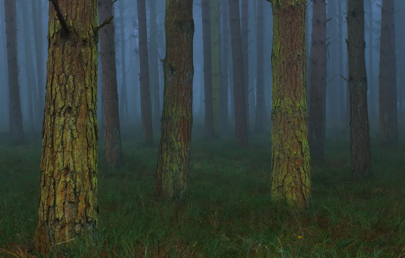 Photo wallpaper forest, trees, nature, fog, UK, United Kingdom, Toby Cunningham