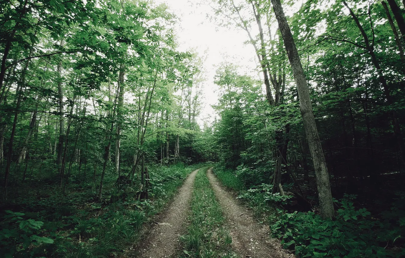 Photo wallpaper road, forest, nature