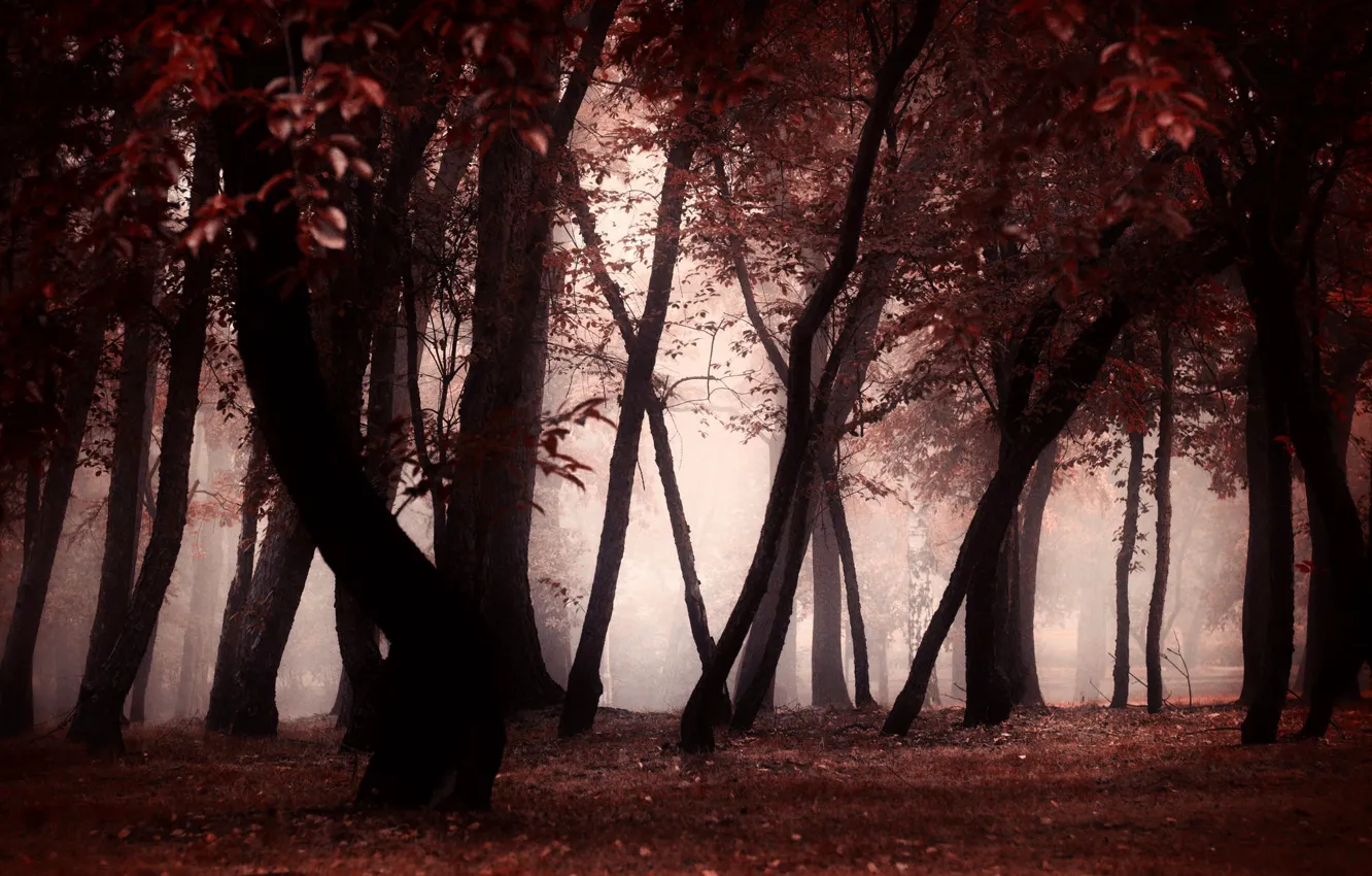 Photo wallpaper autumn, forest, trees, fog, Park, trunks, twilight
