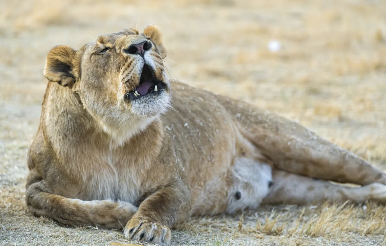 Photo wallpaper animals, lion, roar, big cat