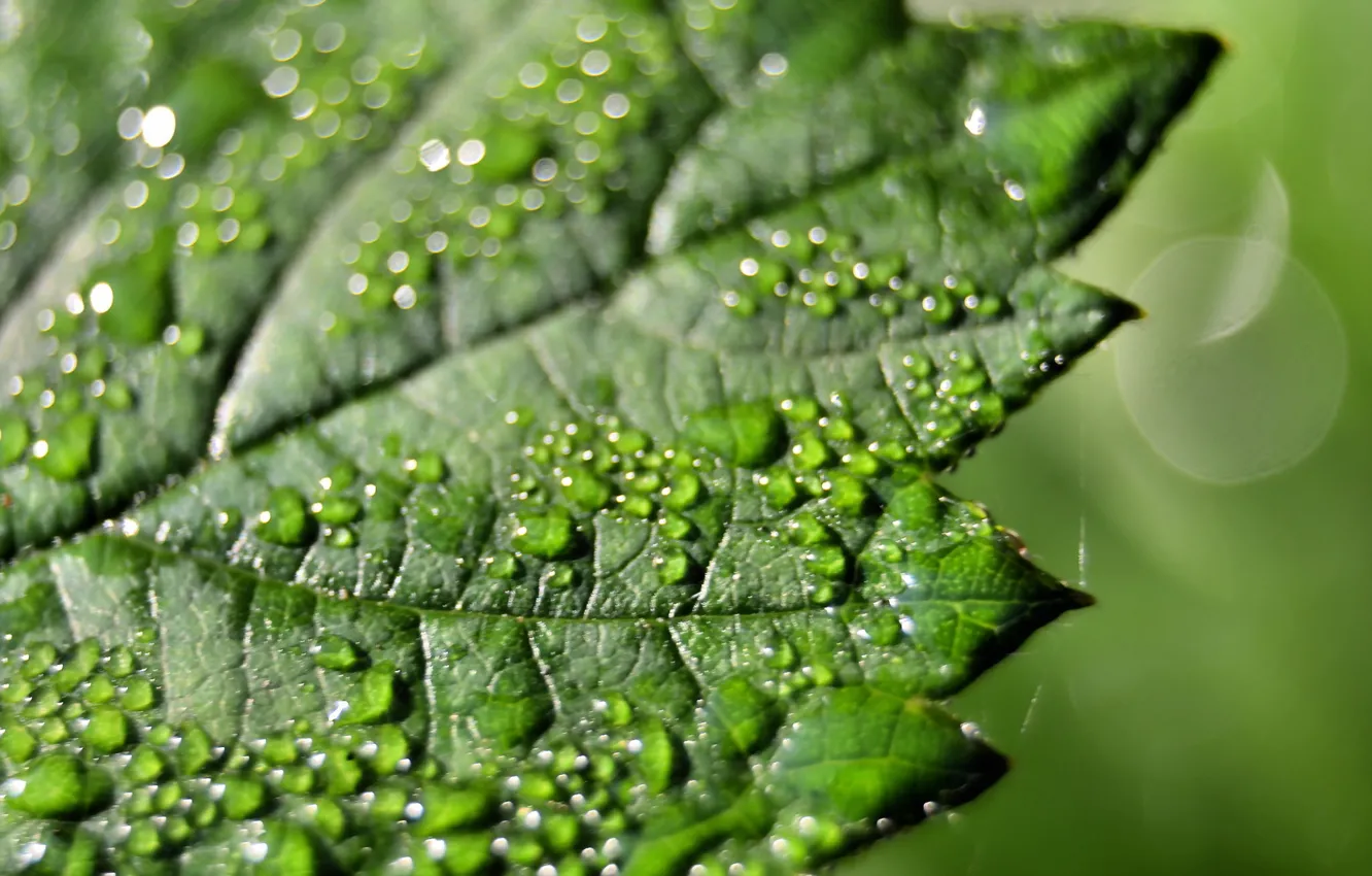 Photo wallpaper leaves, drops, macro