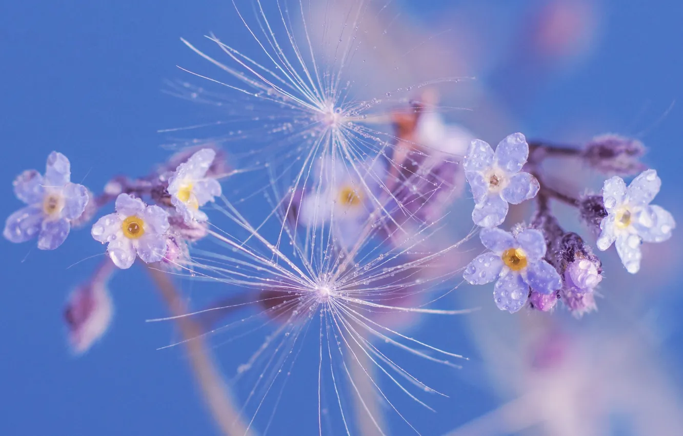 Photo wallpaper blue, flowers, macro, drops