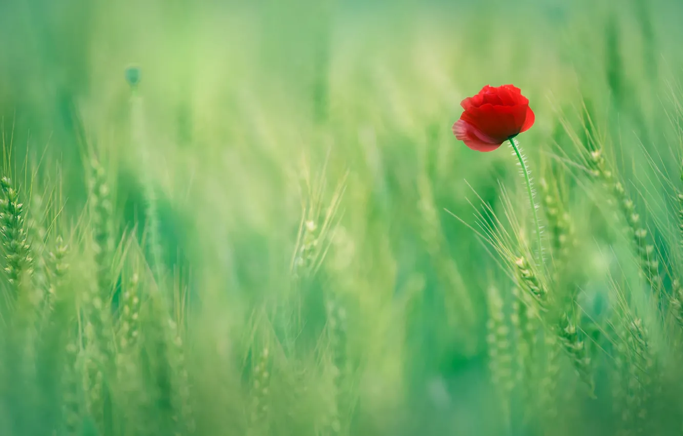Photo wallpaper field, summer, flowers, red, nature, glade, Mac, rye