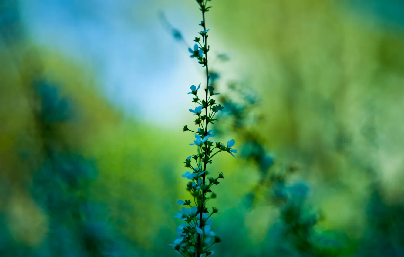 Photo wallpaper greens, macro, flowers, plant, branch, stem, blue