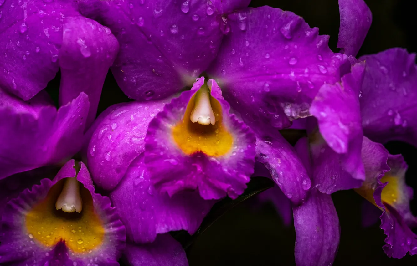 Photo wallpaper drops, macro, purple, Orchid