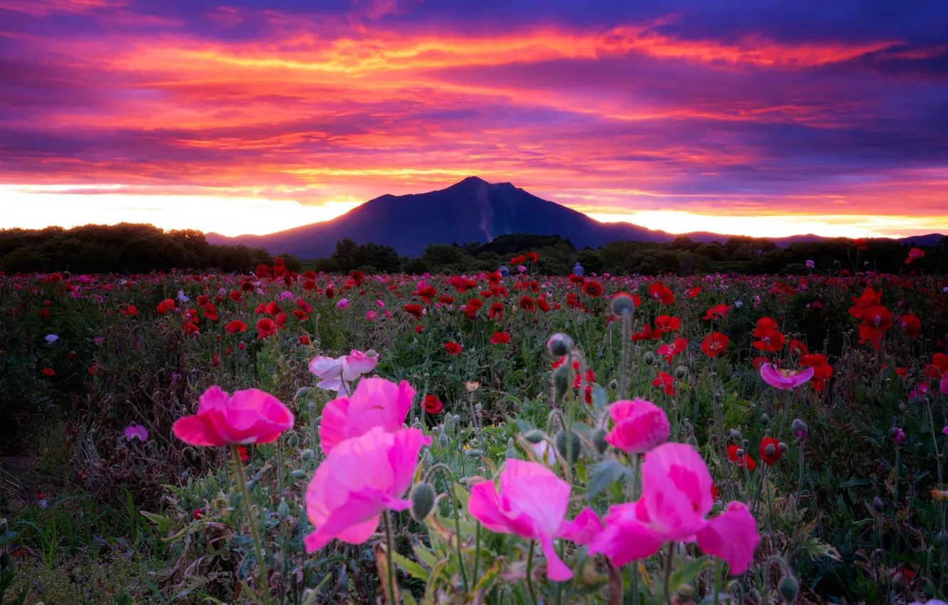 Photo wallpaper field, the sky, flowers, dawn, Maki, mountain, morning, Japan
