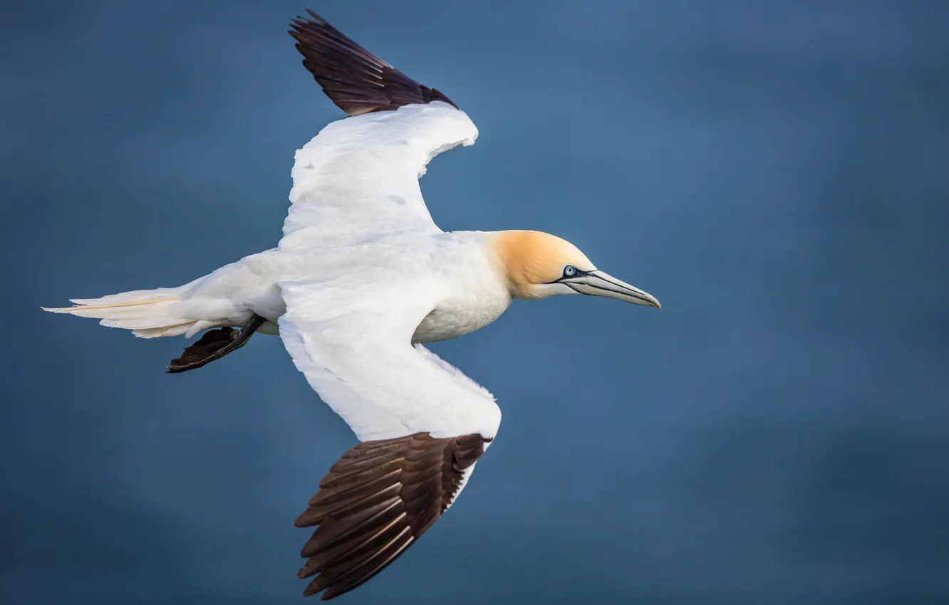 Photo wallpaper flight, nature, bird, Gannet